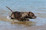 STAFFIE 144